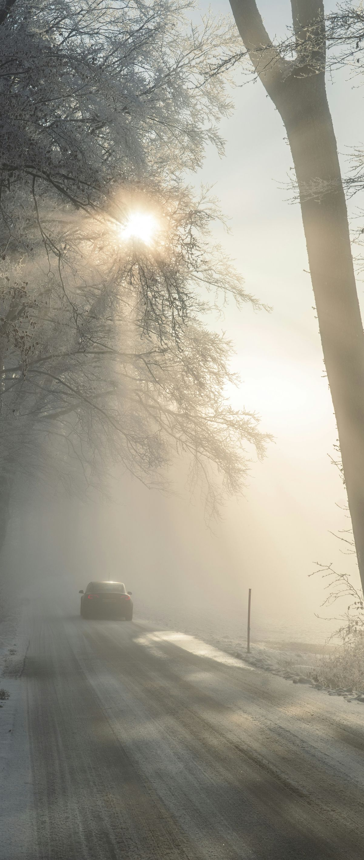Sunlight streams through trees onto a foggy road with a car. Winter scene.