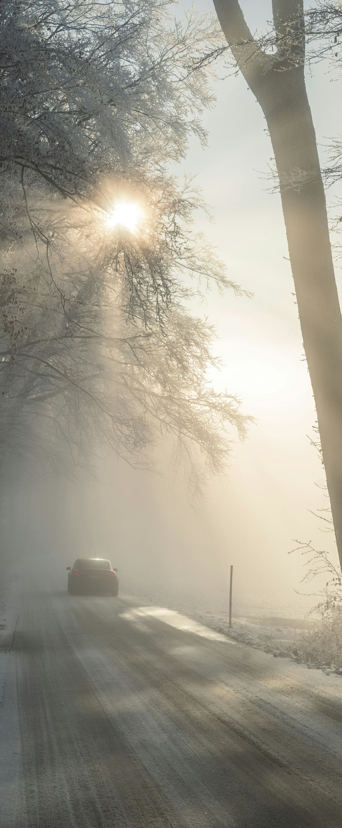 Sunlight streams through trees onto a foggy road with a car. Winter scene.