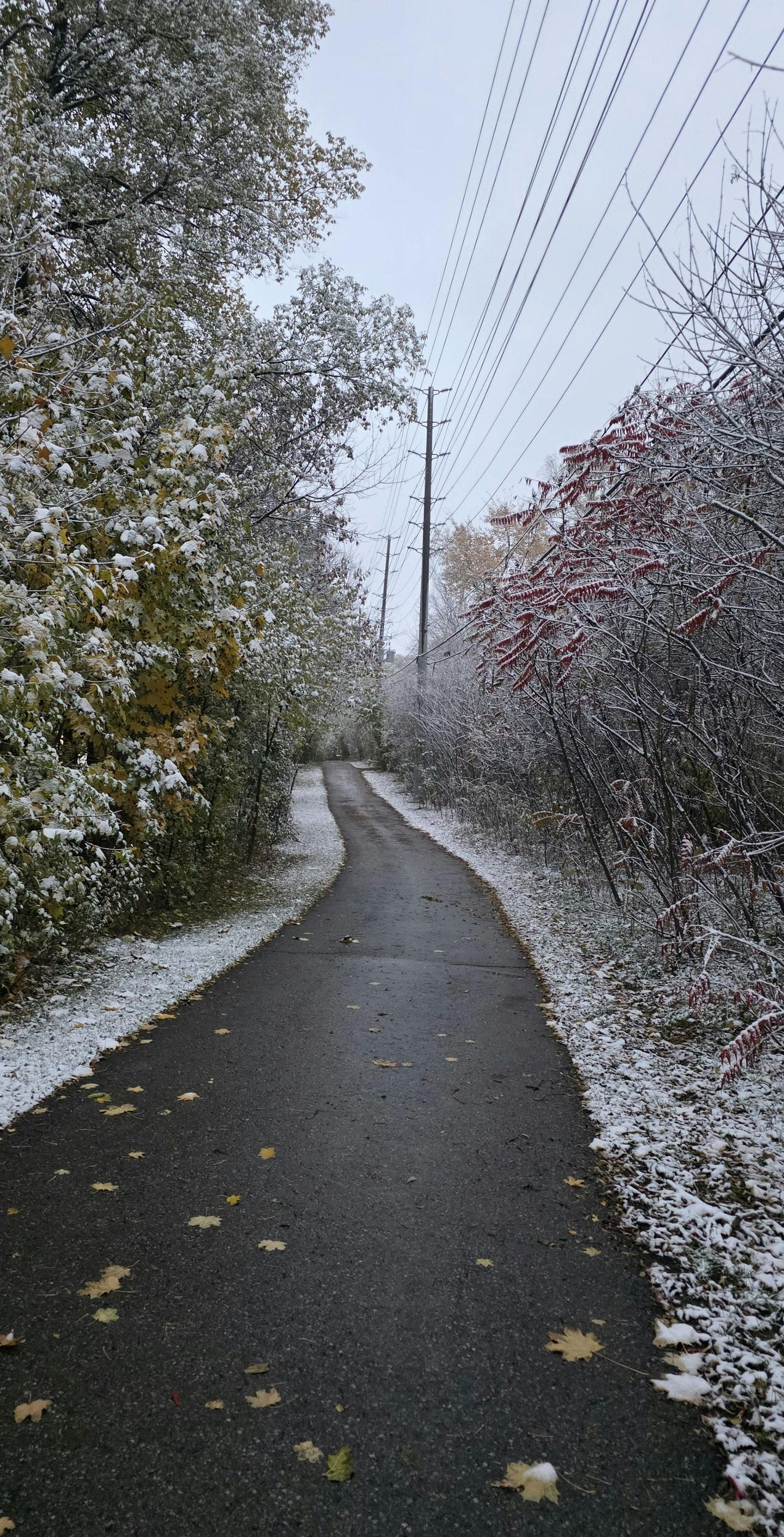Pathway through trees with patches of snow. Overhead power lines.