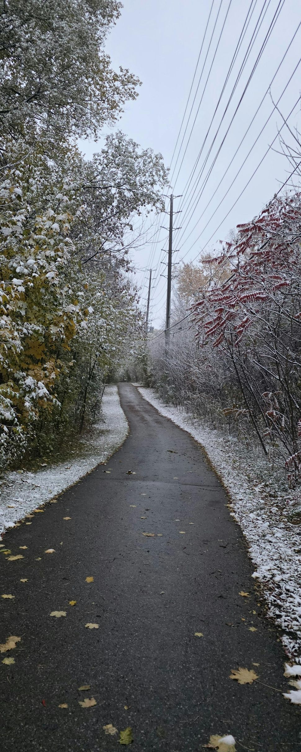 Pathway through trees with patches of snow. Overhead power lines.