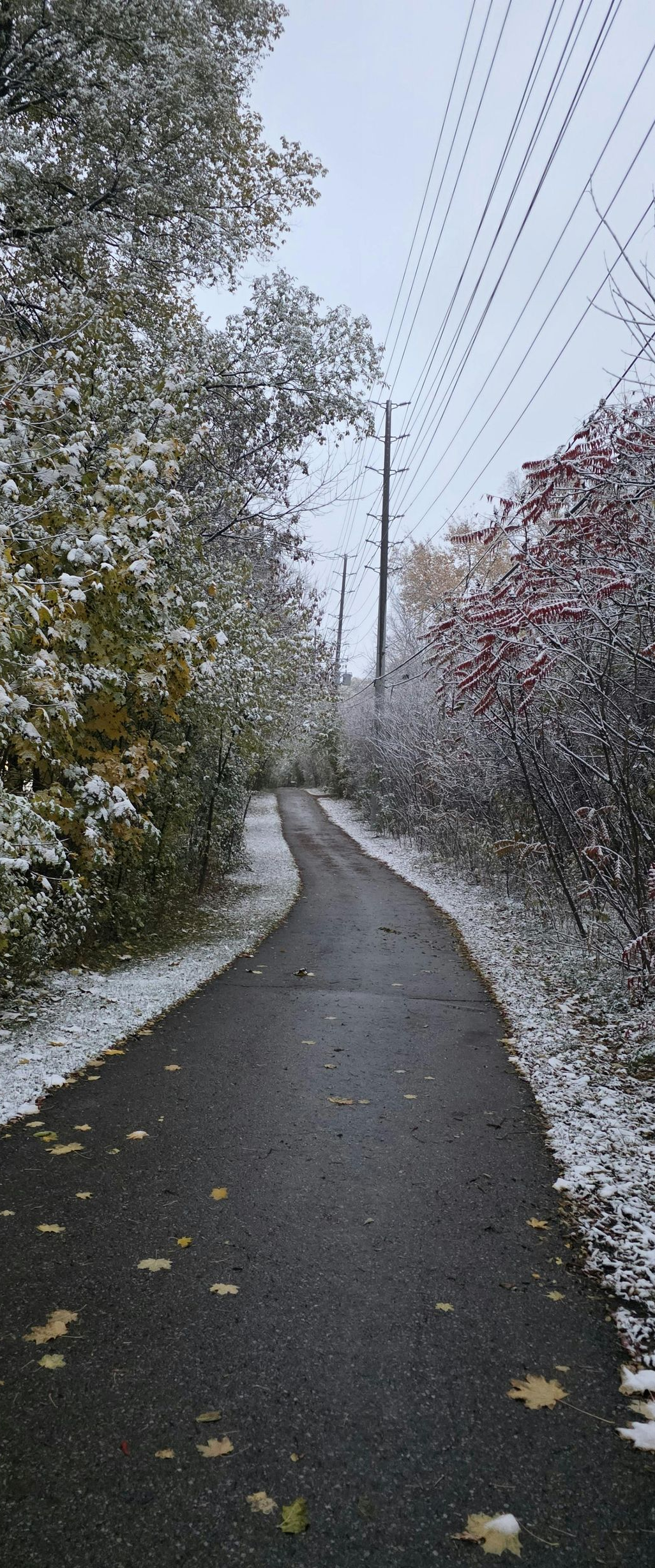 Pathway through trees with patches of snow. Overhead power lines.