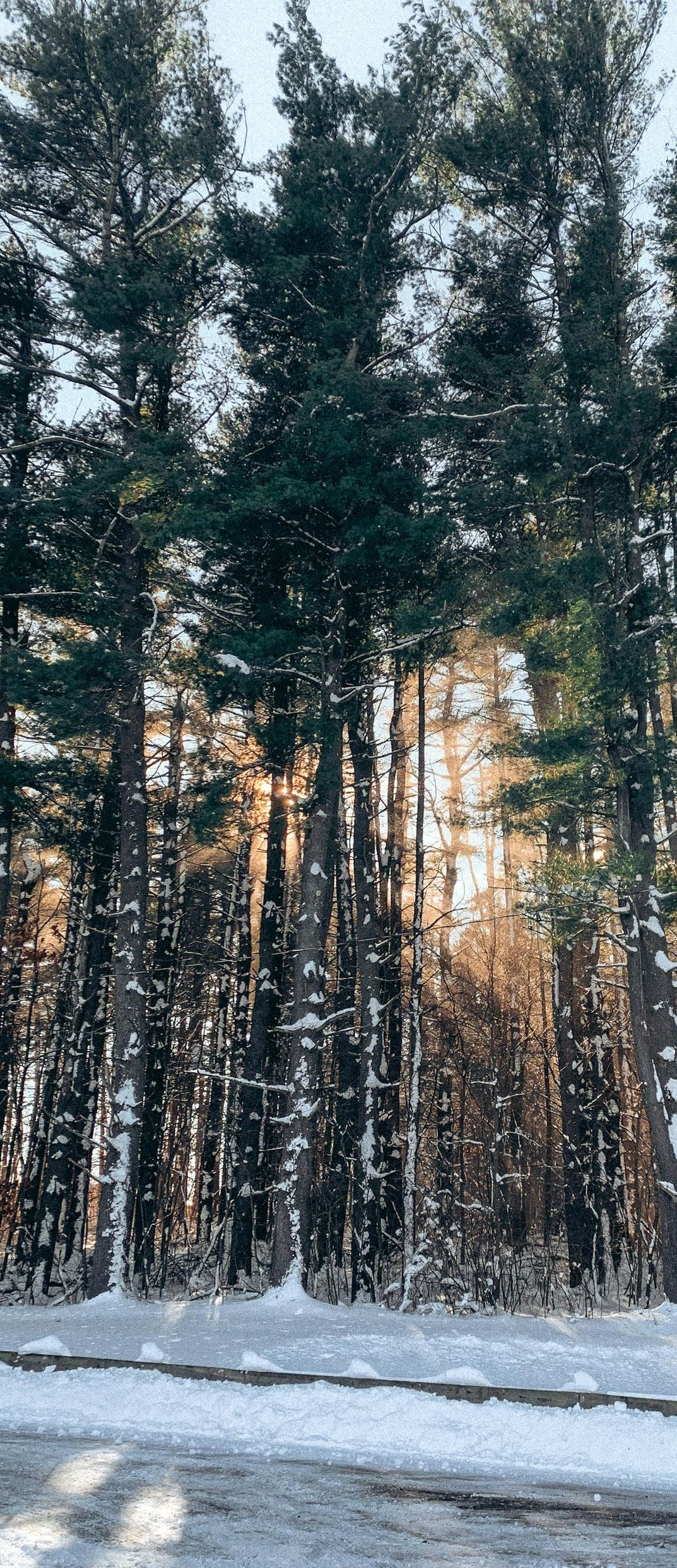 Tall evergreen trees in a snowy forest. Sunlight streams through the trees.