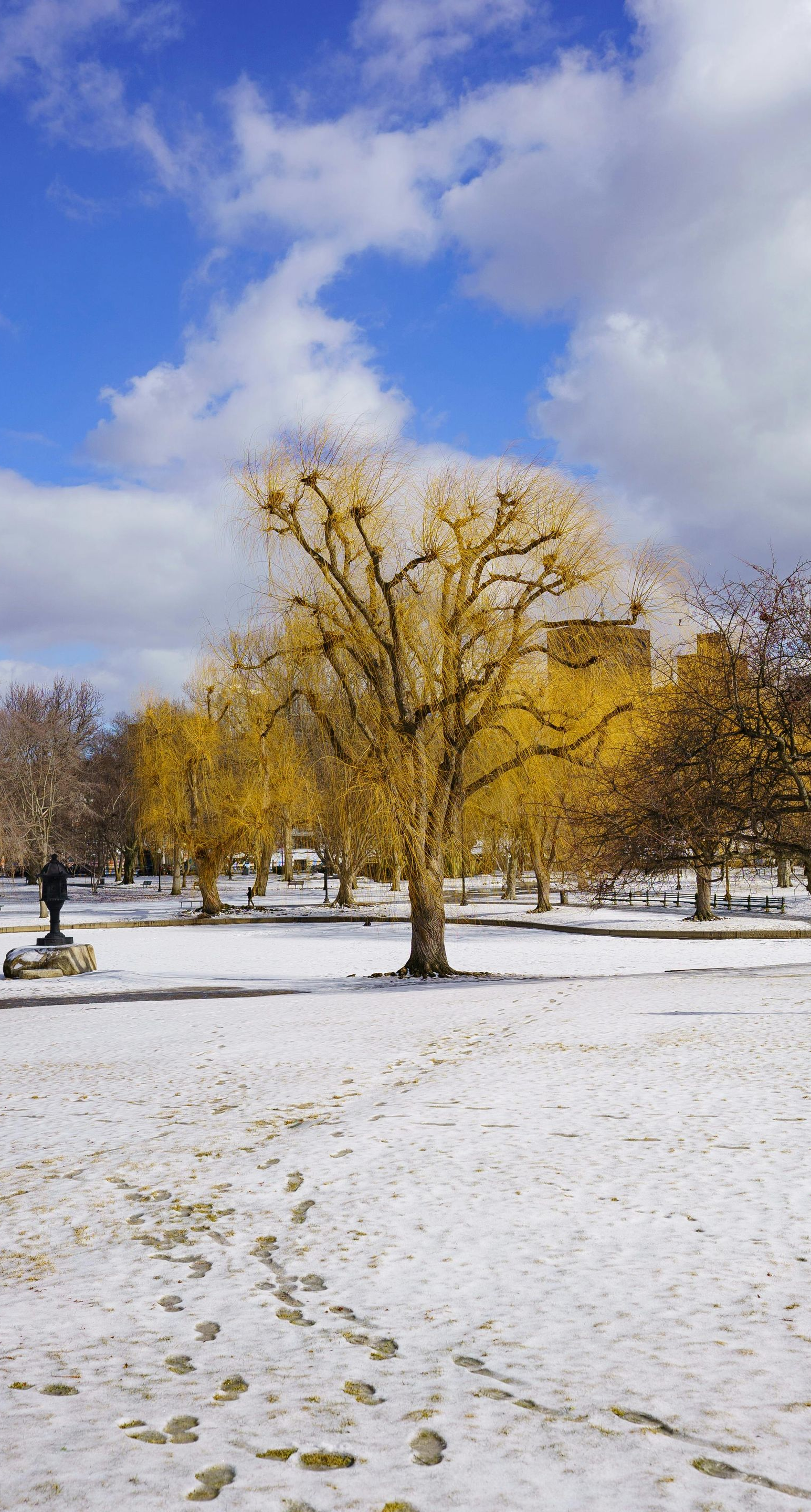 Snowy park scene with yellow-leafed trees under a partly cloudy blue sky. Footprints in the snow.