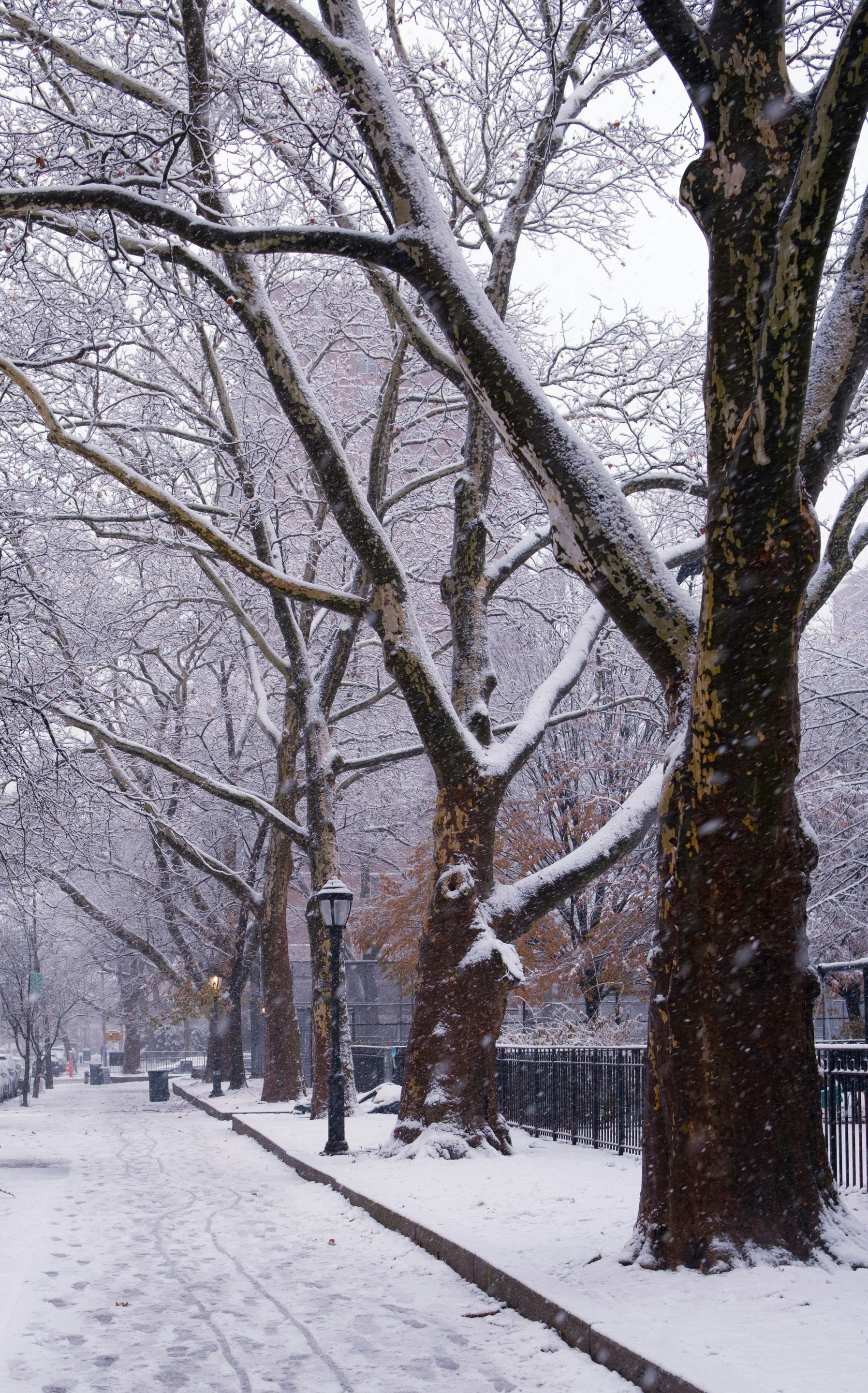 Snowy street scene with bare trees lining a sidewalk. The ground and tree branches are dusted with snow.