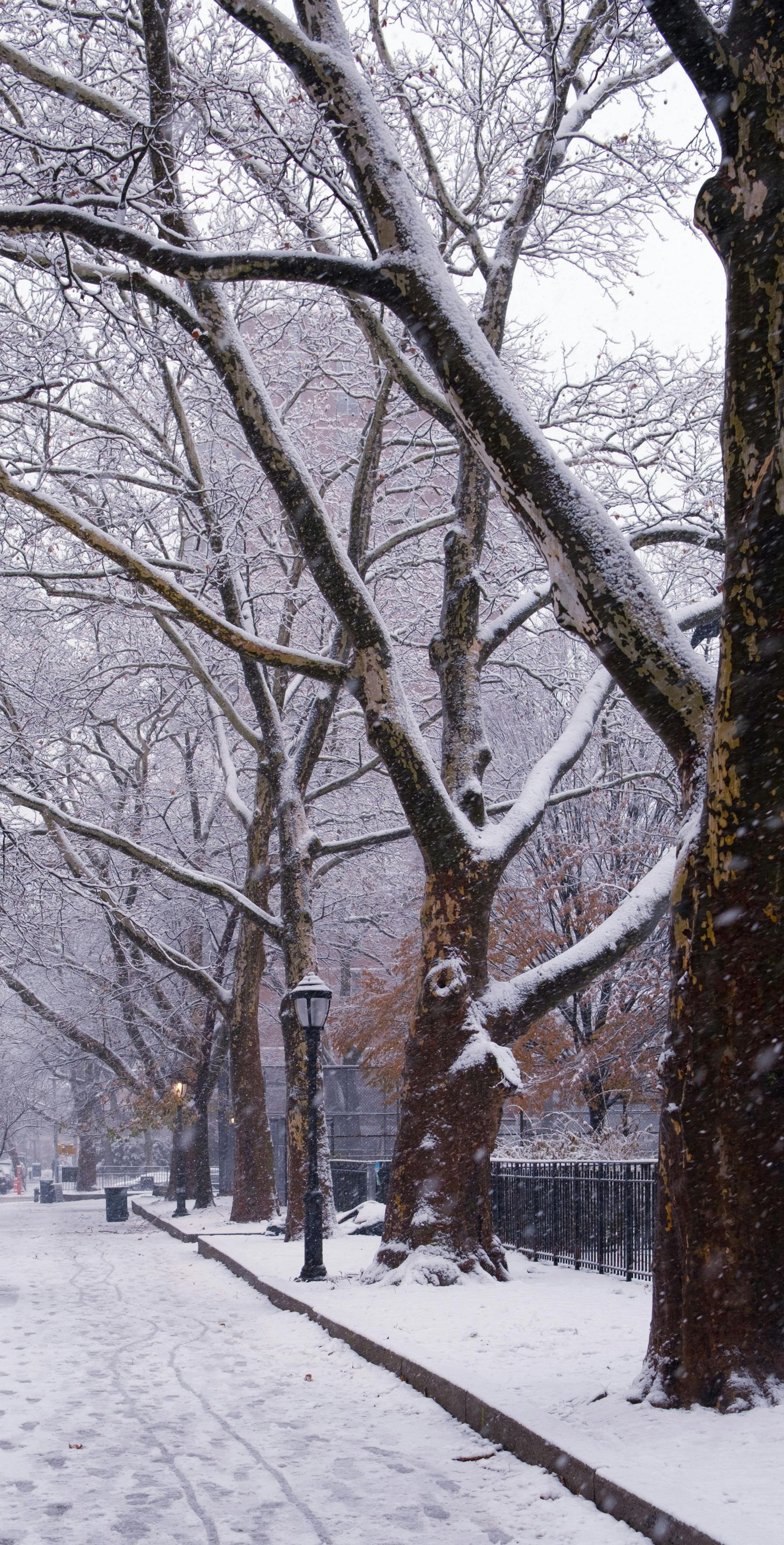 Snowy street scene with bare trees lining a sidewalk. The ground and tree branches are dusted with snow.