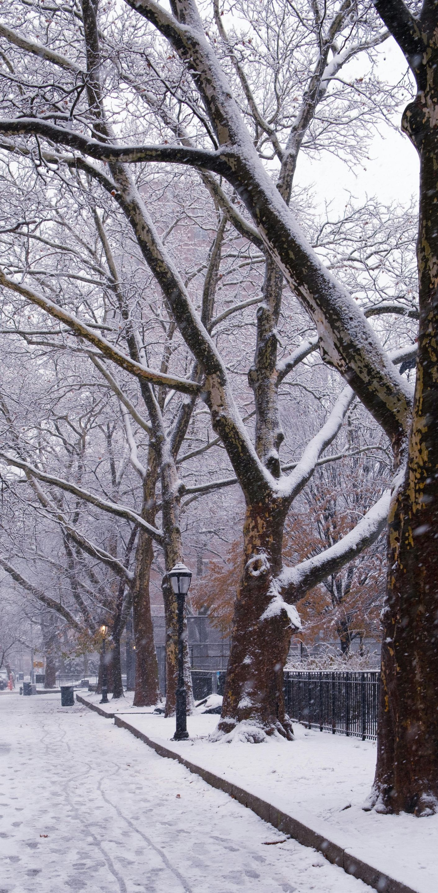 Snowy street scene with bare trees lining a sidewalk. The ground and tree branches are dusted with snow.