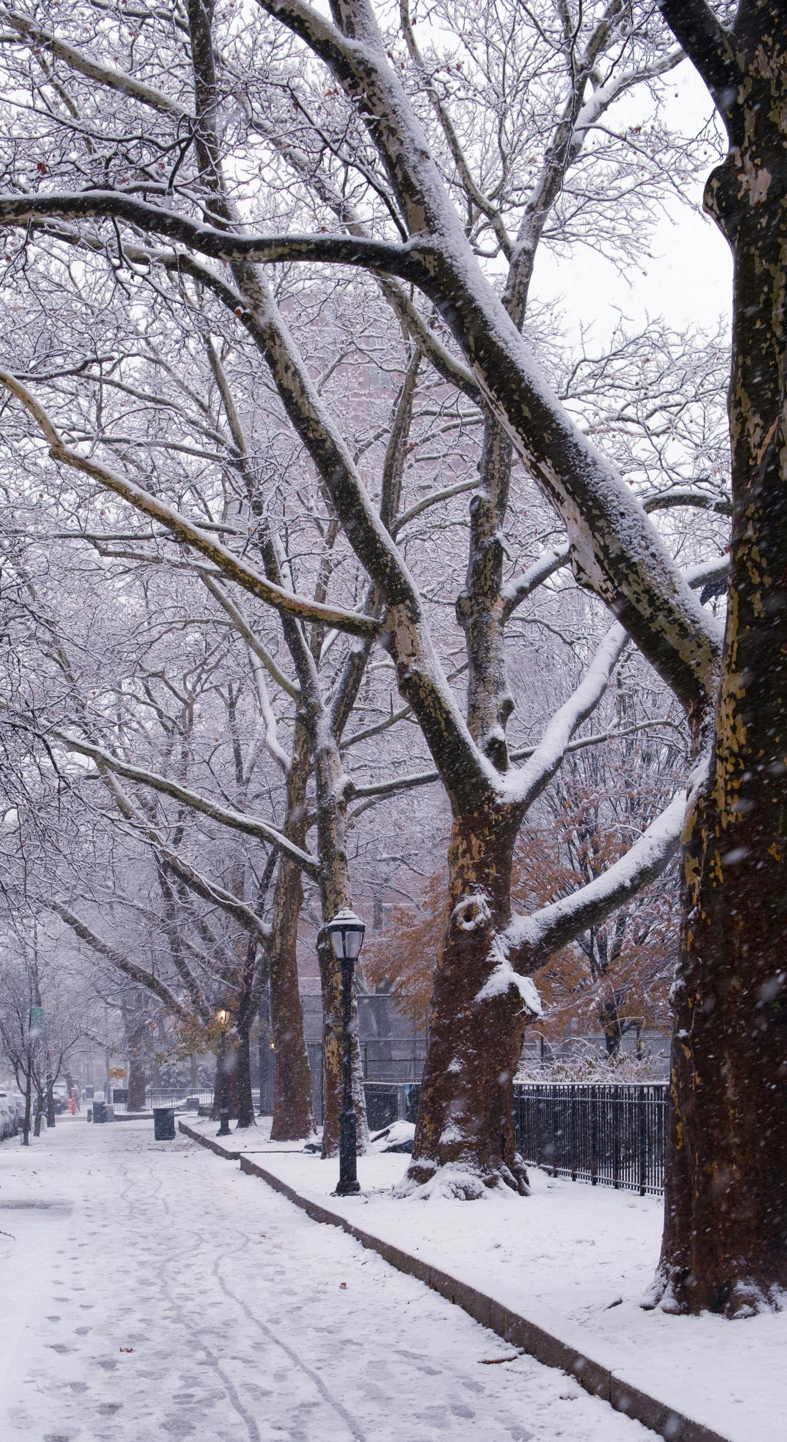 Snowy street scene with bare trees lining a sidewalk. The ground and tree branches are dusted with snow.