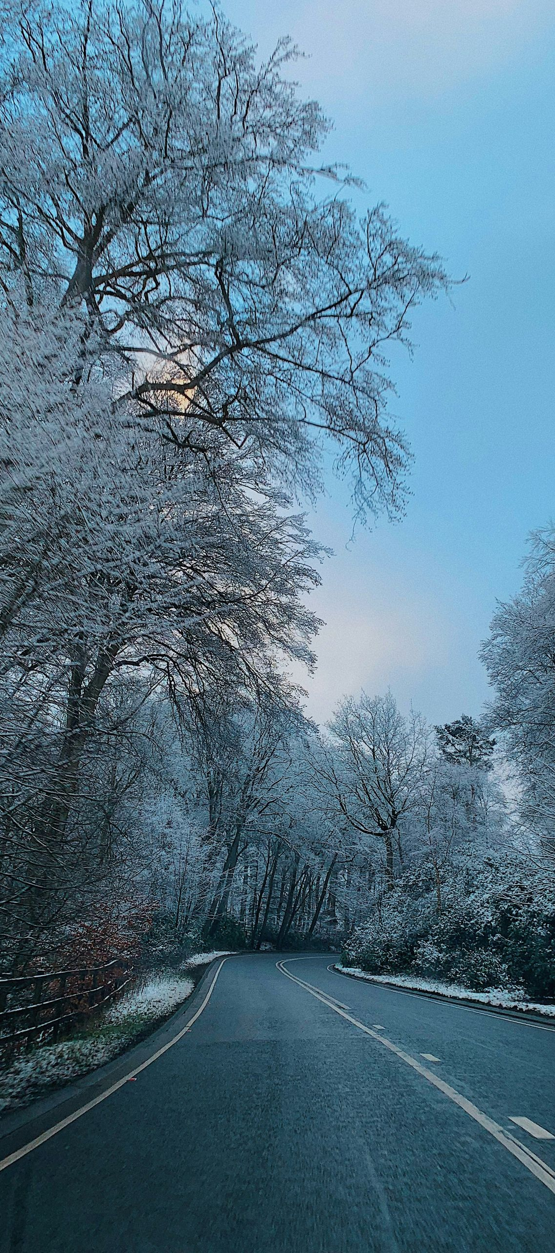 Road through snow-covered trees under a light blue sky.