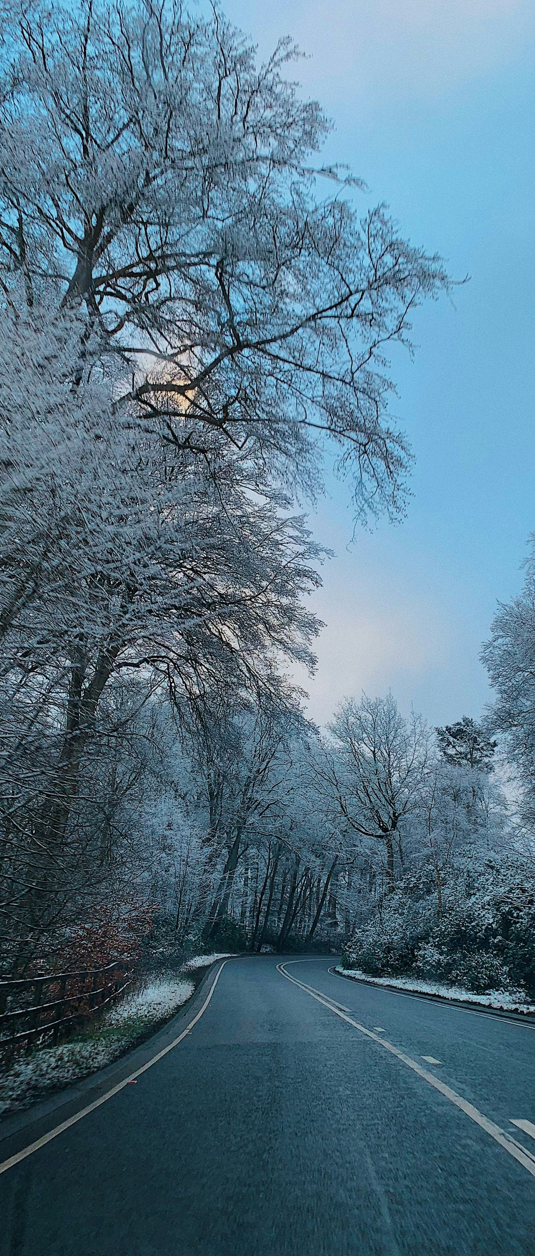 Road through snow-covered trees under a light blue sky.