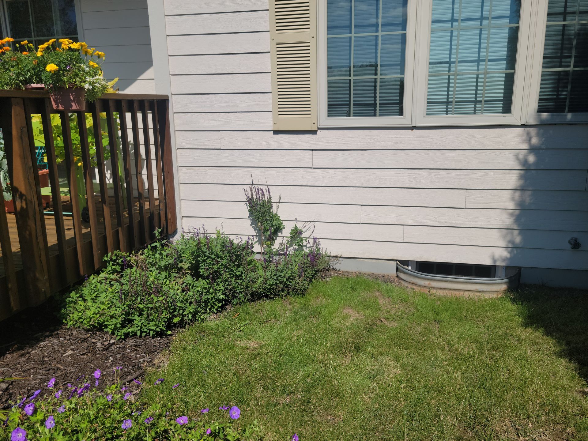 Small front yard with green grass, purple flowers, a shrub, and a house wall with window shutters.