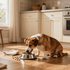 Brown-and-white dog eating from a bowl in a bright kitchen