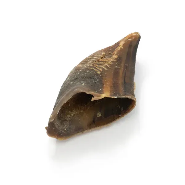 Brown animal horn or claw shell on a white background