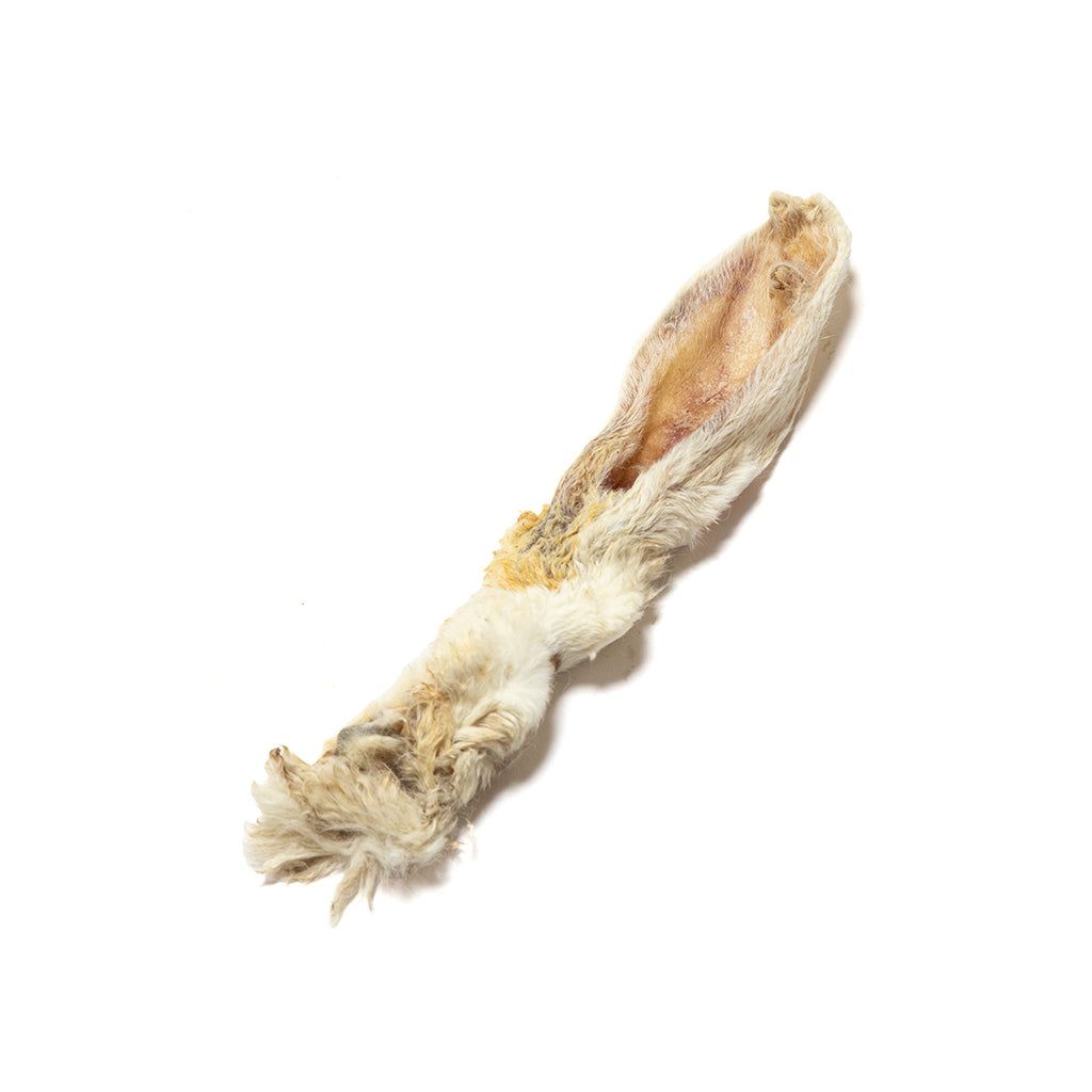 A tan-and-white feathered bird feather on a plain white background