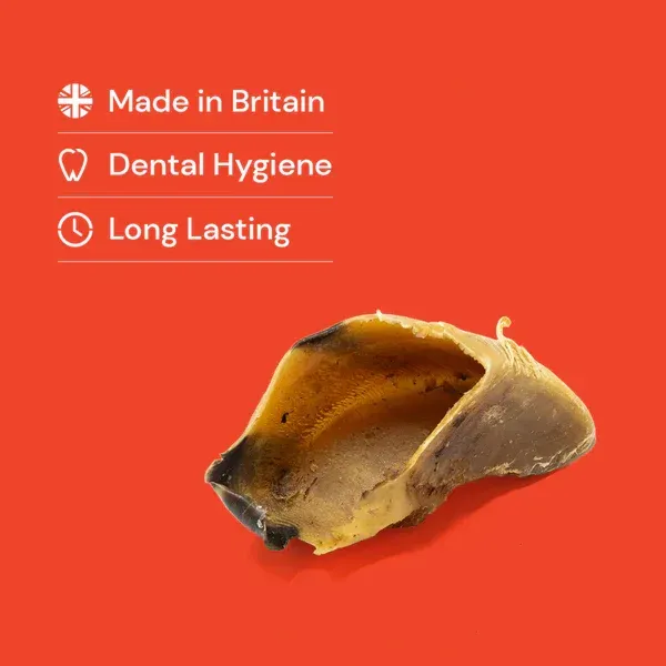 Brown animal horn or claw shell on a white background