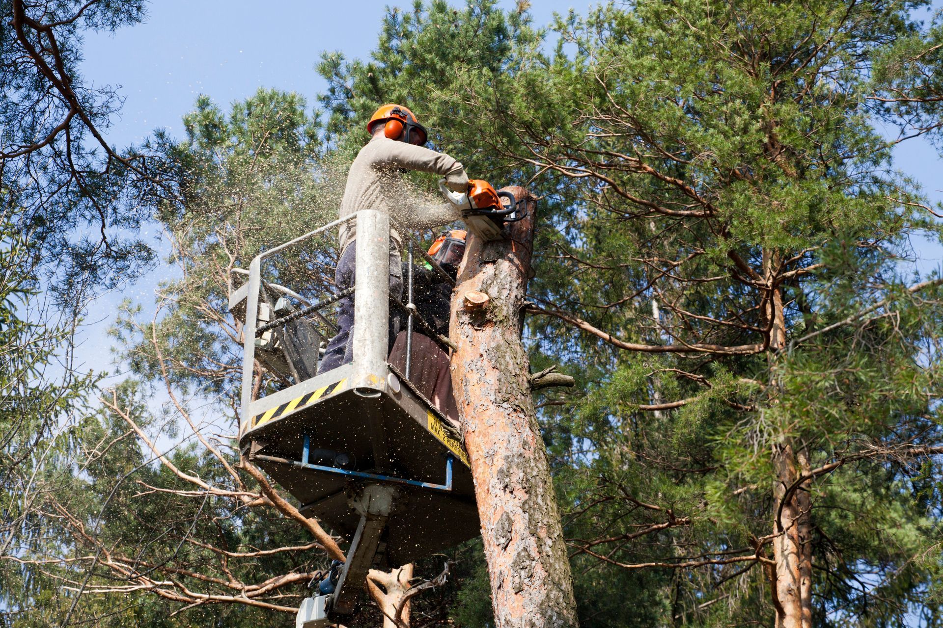 Man sawing a tree in a forest during firewise tree services to promote safe tree maintenance.