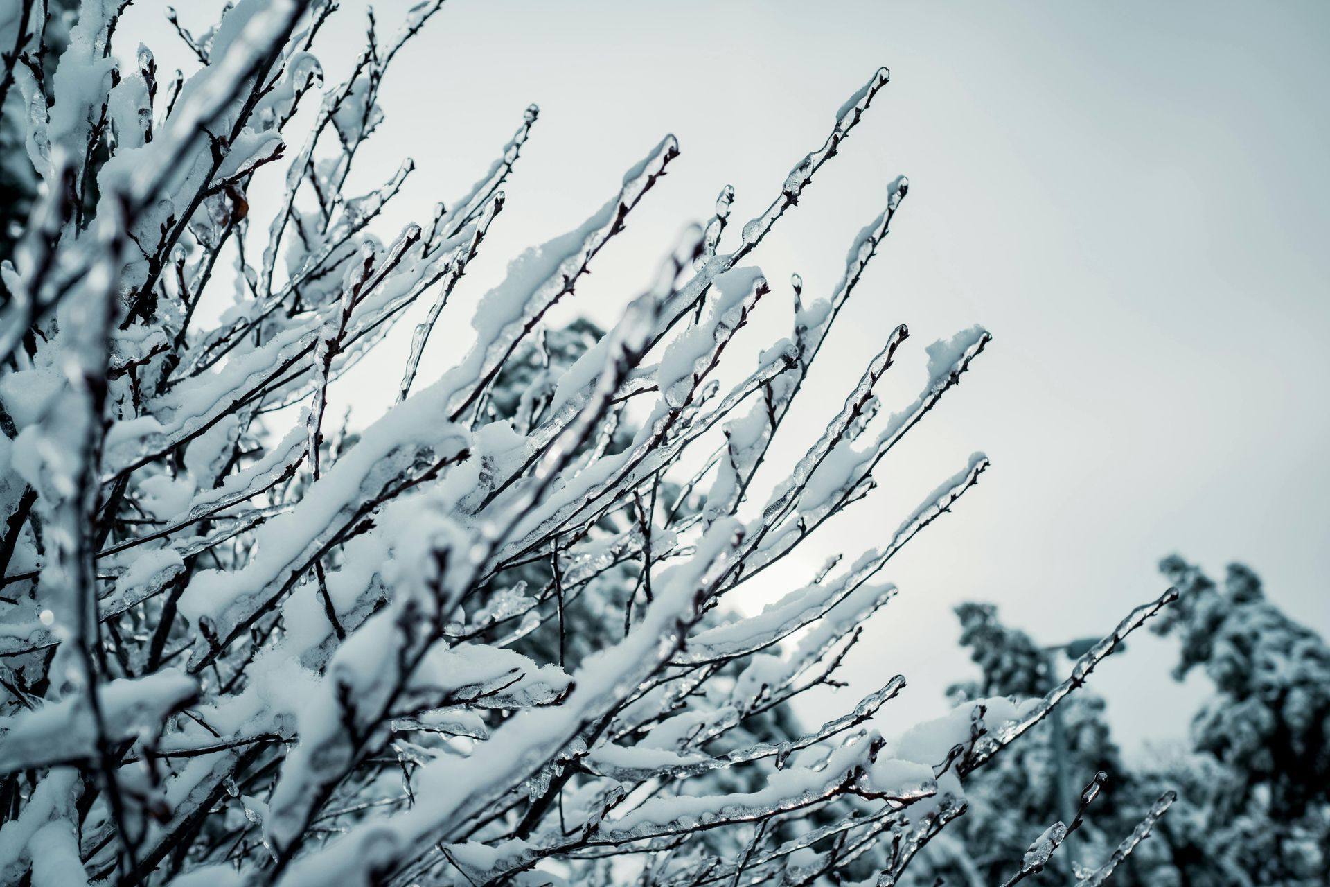 Snow-covered tree branches against a cloudy, gray sky.
