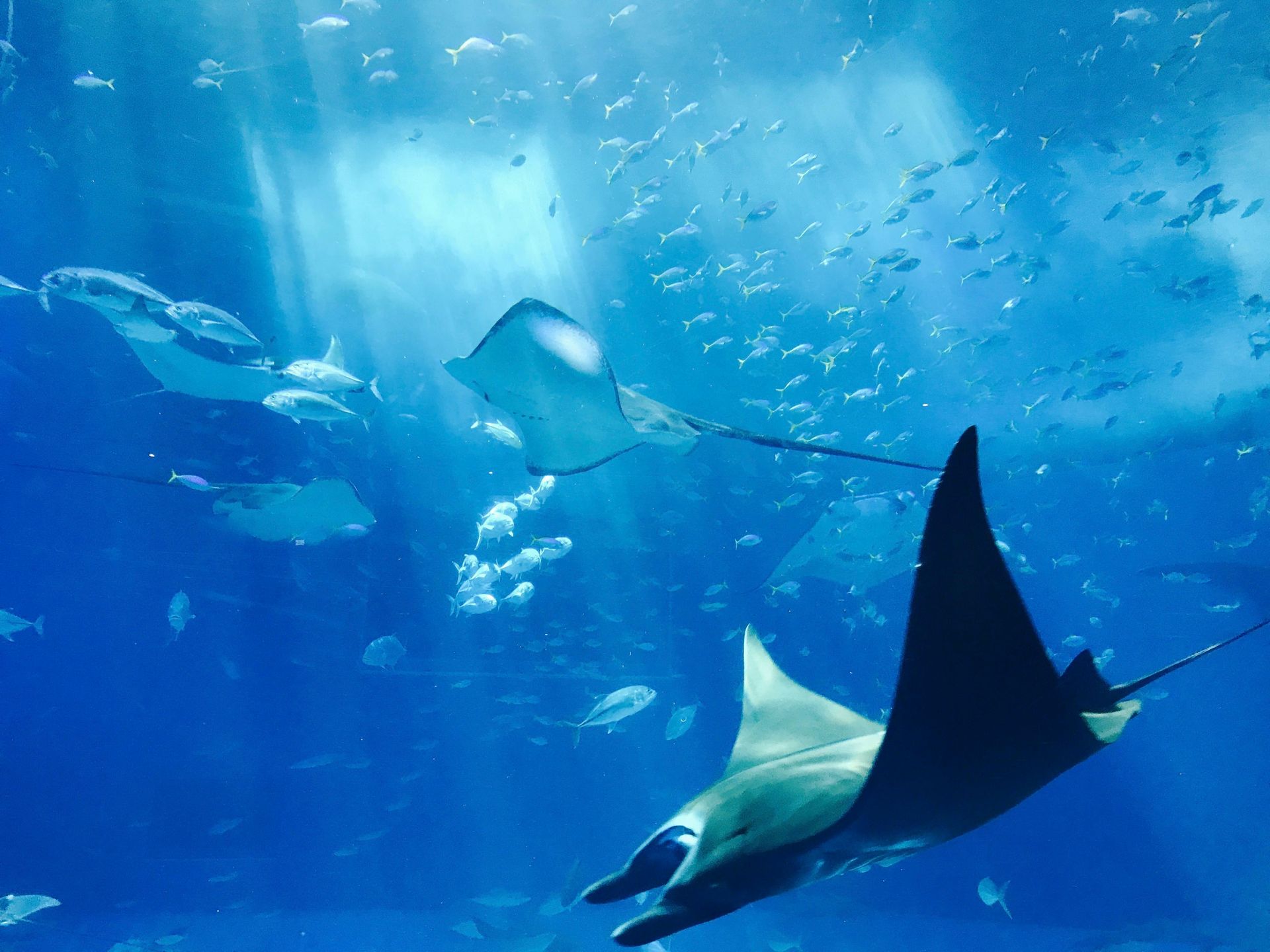 Underwater scene with manta rays and fish swimming in blue water, sunlight beams.