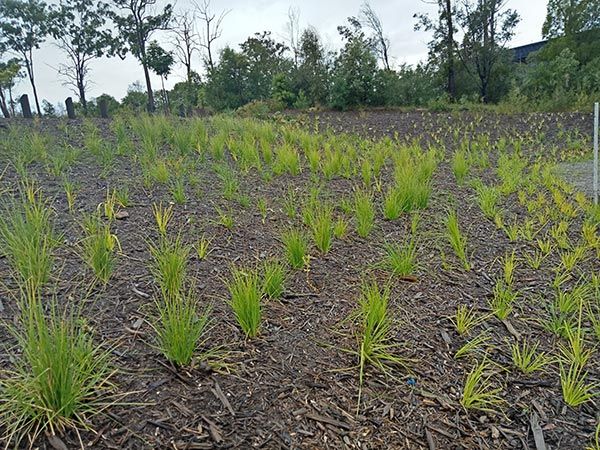 Bulk replanting for revegation and environmental rehabilitation