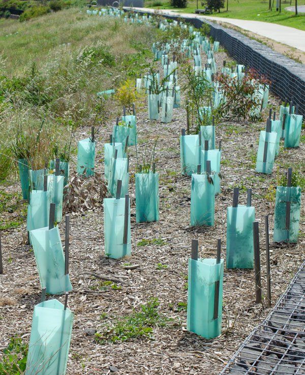 Bulk tubestock planting for environemental protection and rehabilitation services