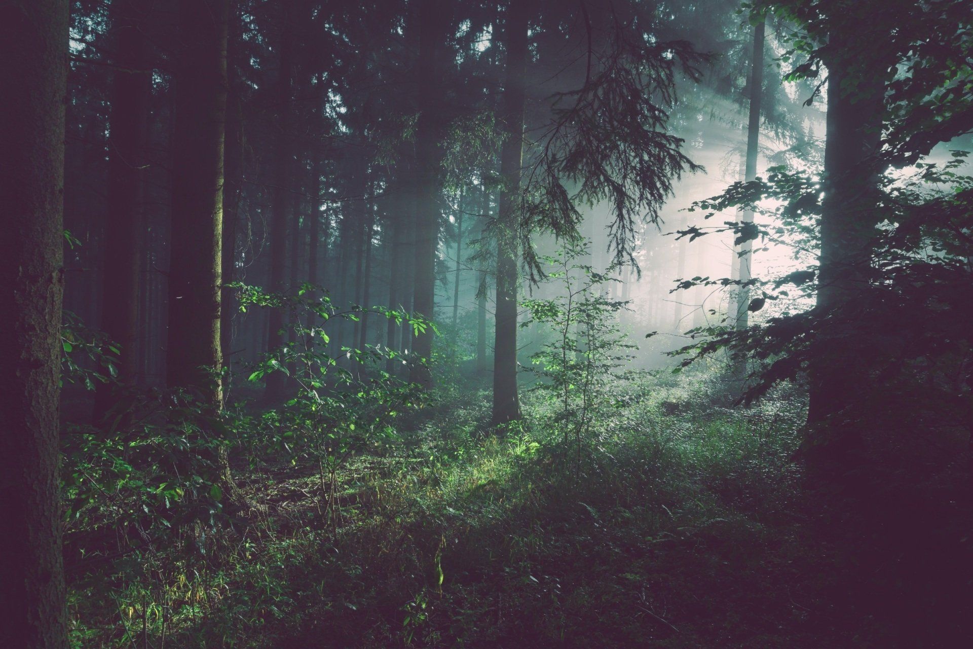 Advanced Cleaning Signature Scent Forest