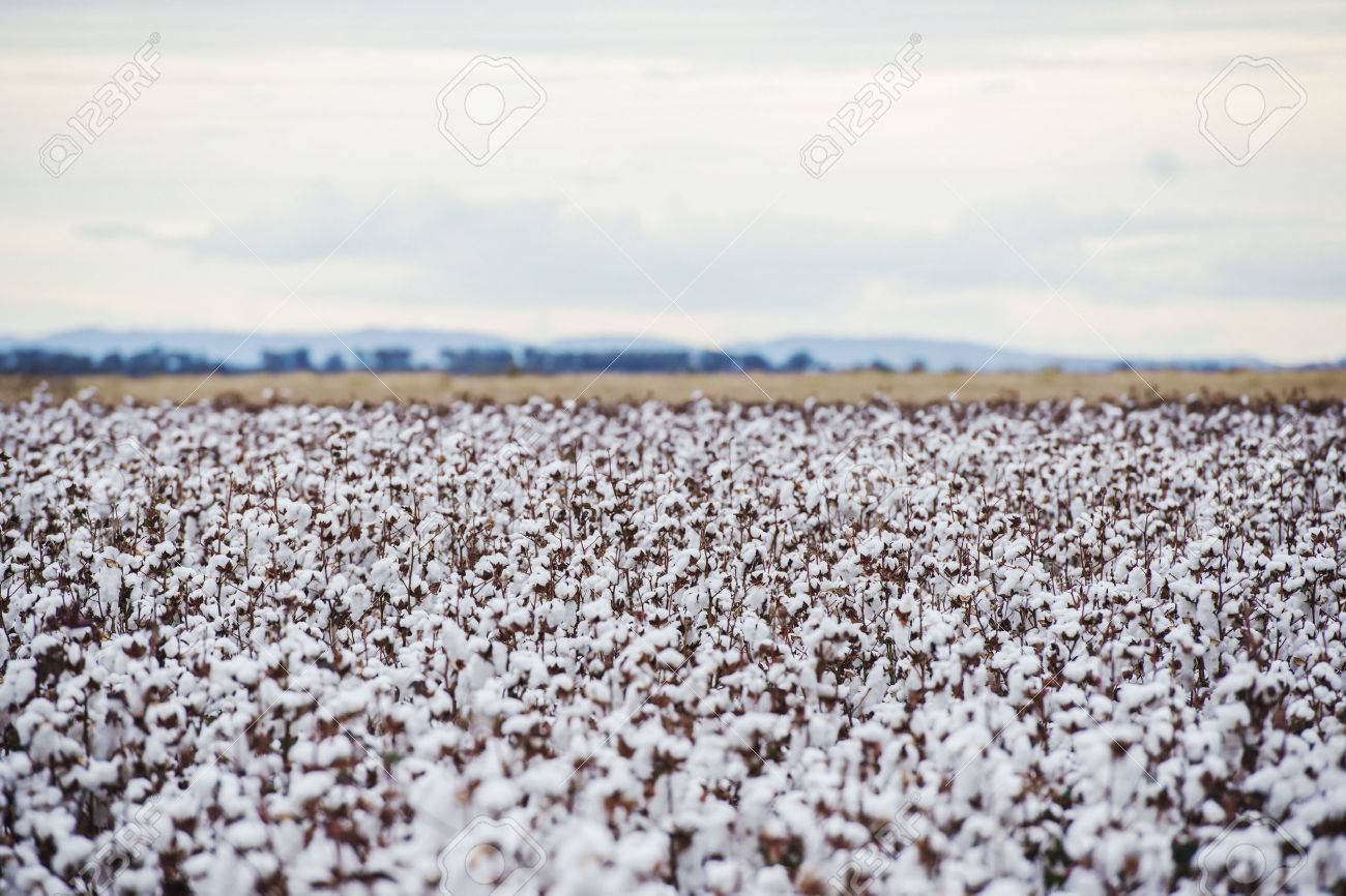 Organic cotton