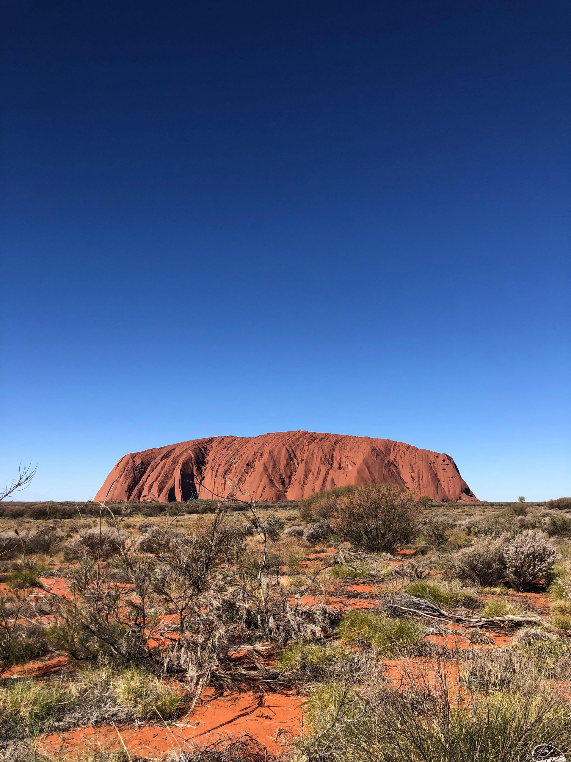 Red rock formation, Uluru, in Australia's Outback. Low-lying desert vegetation against a clear blue sky.