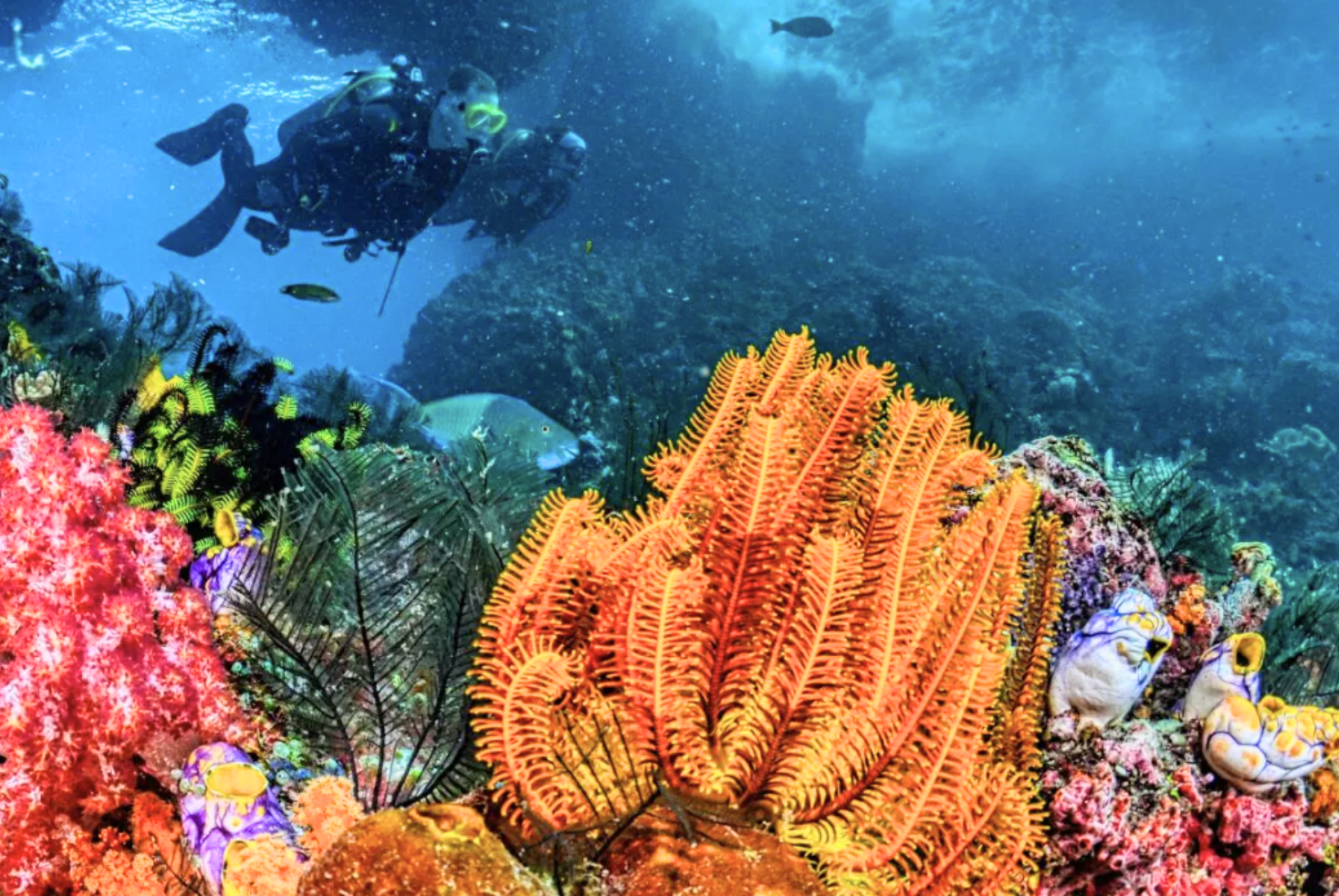 A scuba diver is swimming over a colorful coral reef.