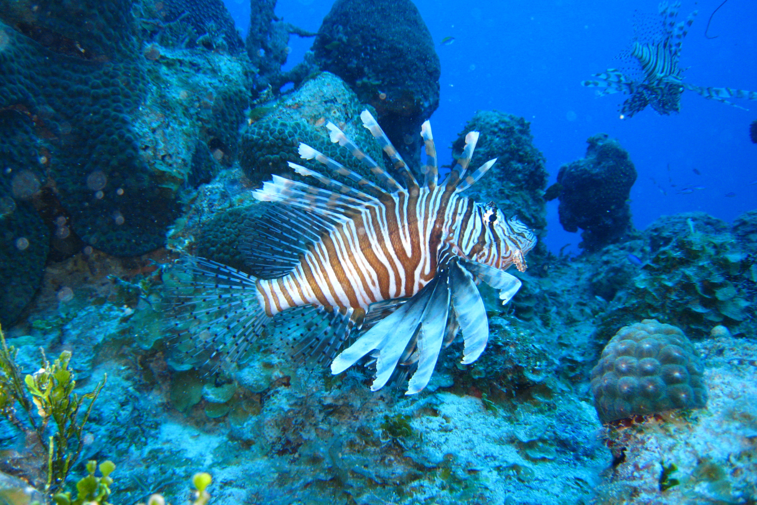 A lionfish is swimming in the ocean near a coral reef.