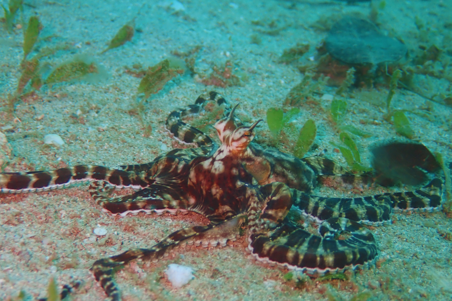 A camouflaged octopus is crawling on the sand in the ocean.