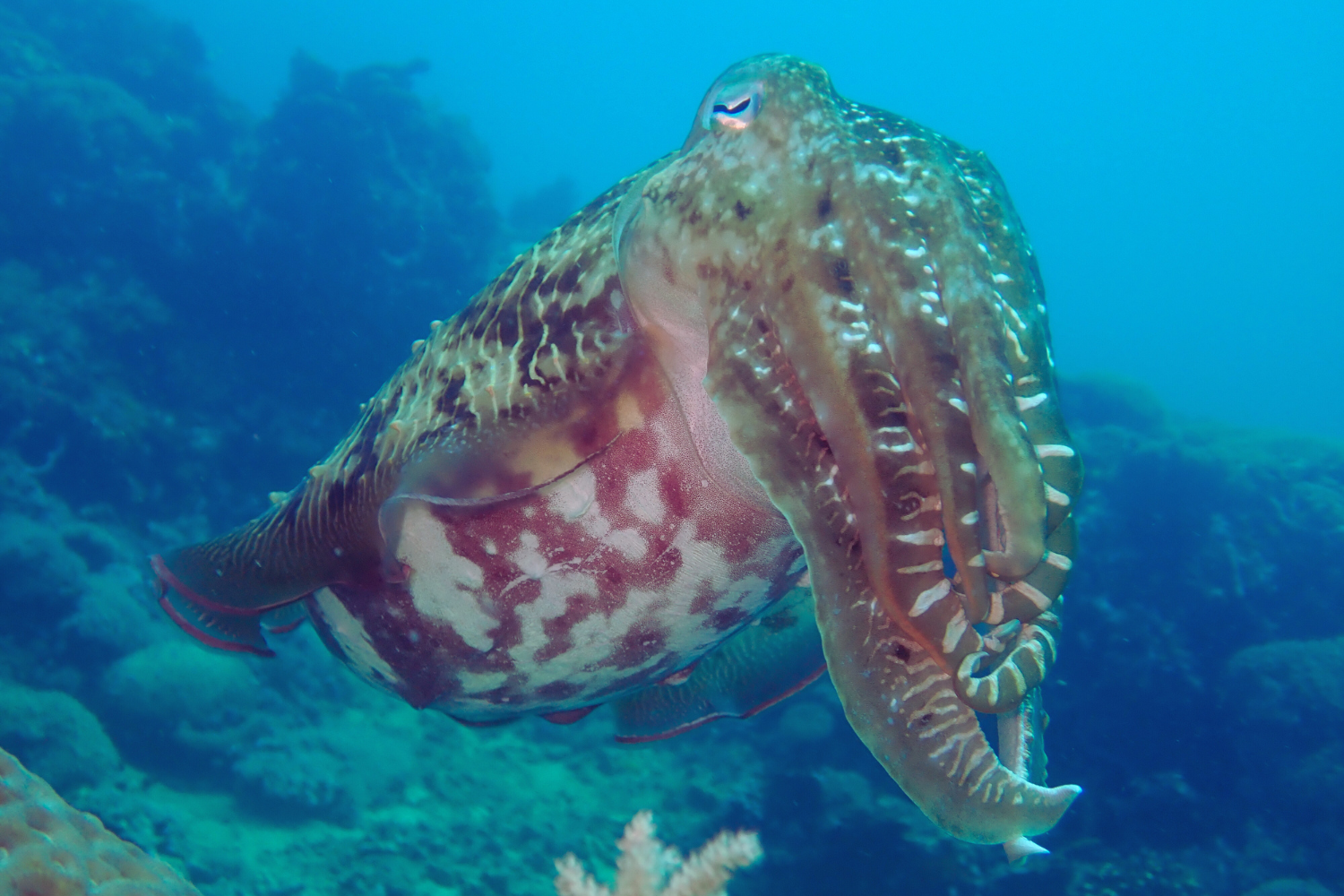A cuttlefish is swimming in the ocean near a coral reef.