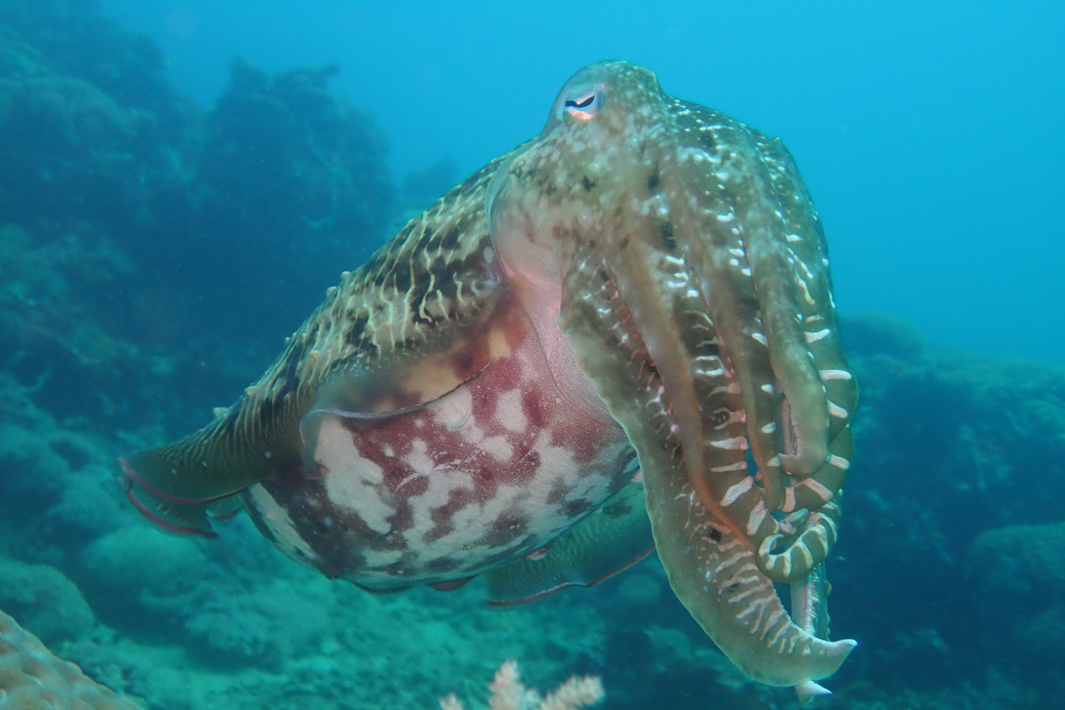 A cuttlefish is swimming in the ocean near a coral reef.