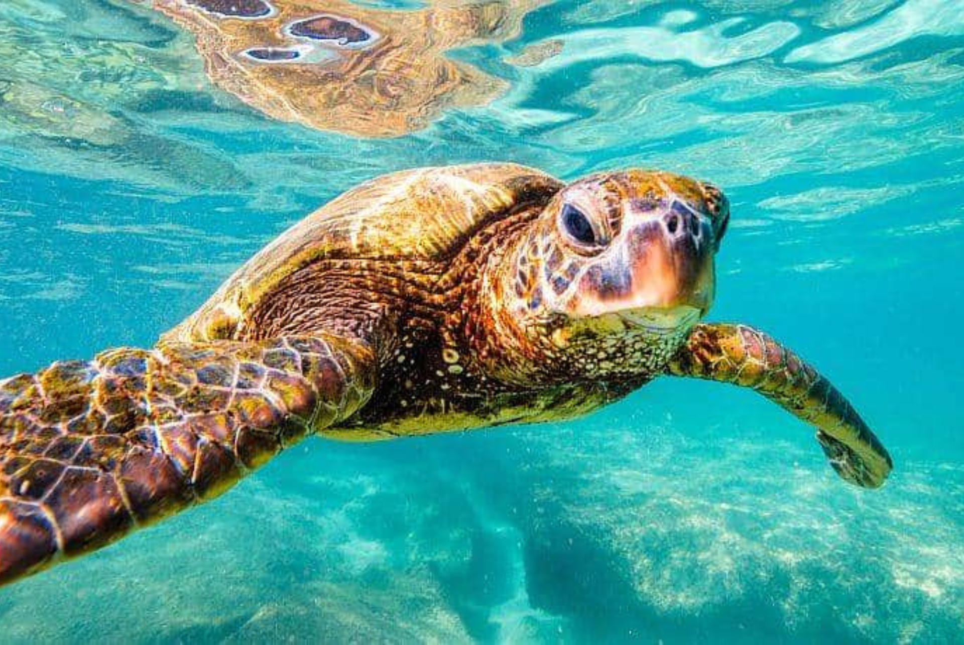 A sea turtle is swimming in the ocean.