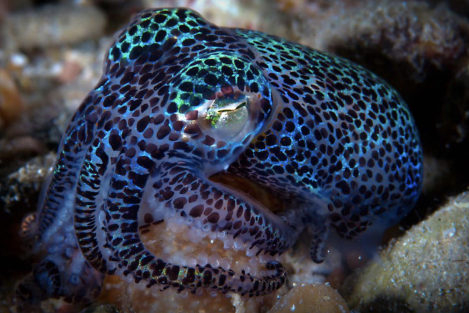 A colorful octopus with a leopard print is sitting on a rock.