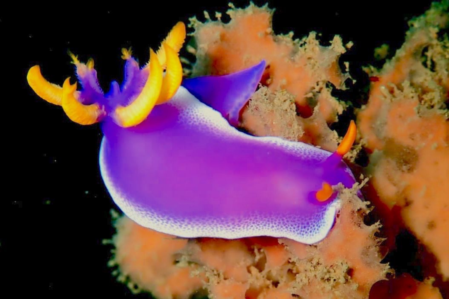 A purple and yellow sea slug is swimming on a coral reef.