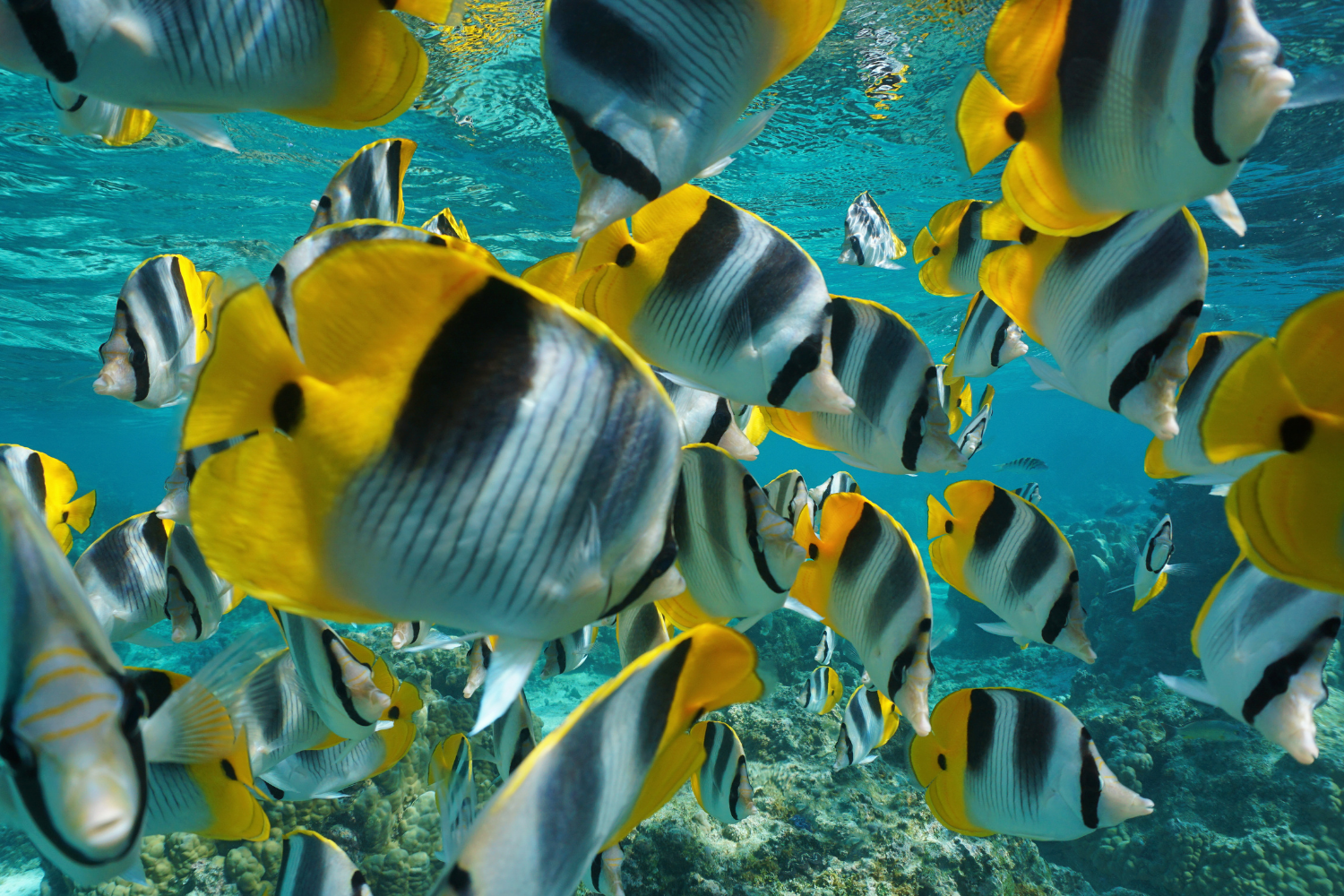 A large group of fish are swimming in the ocean.