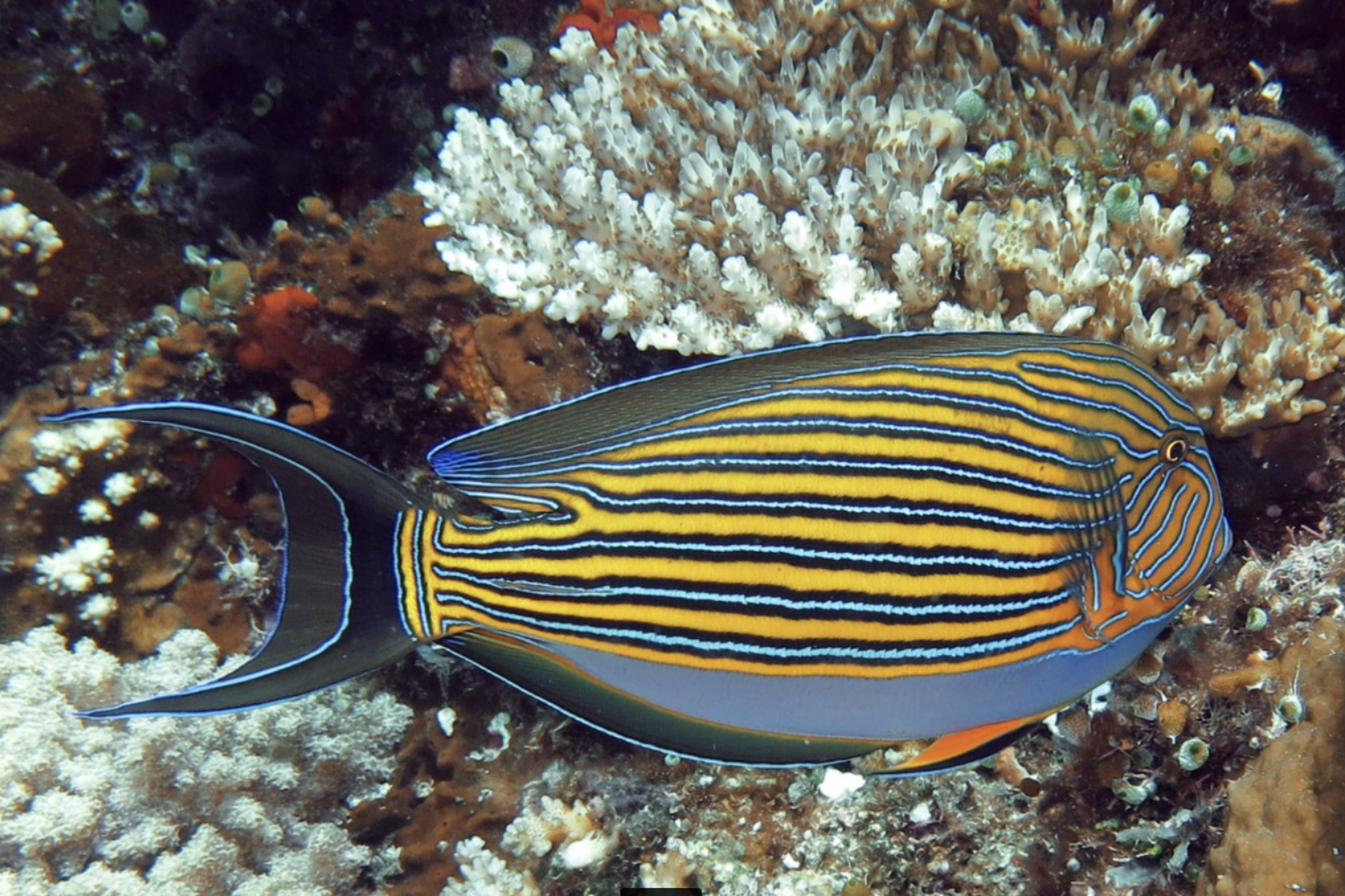 A fish with a long tail is swimming near a coral reef