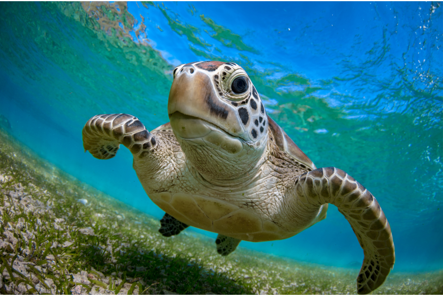 A sea turtle is swimming in the ocean and looking at the camera.