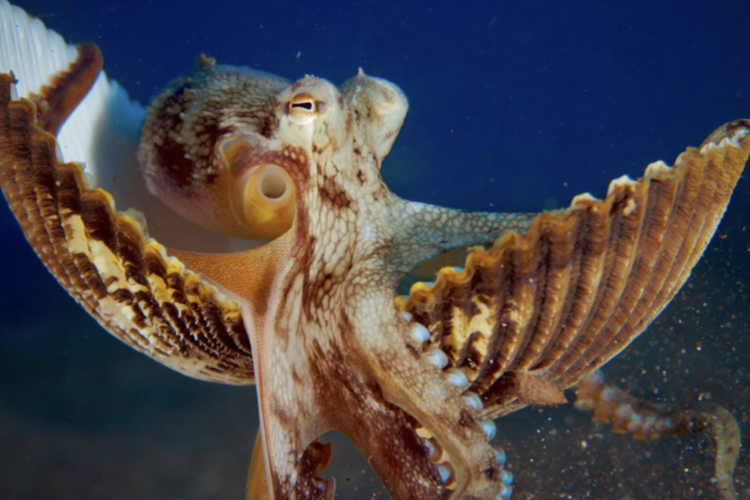 An octopus is swimming in the ocean with its arms outstretched.