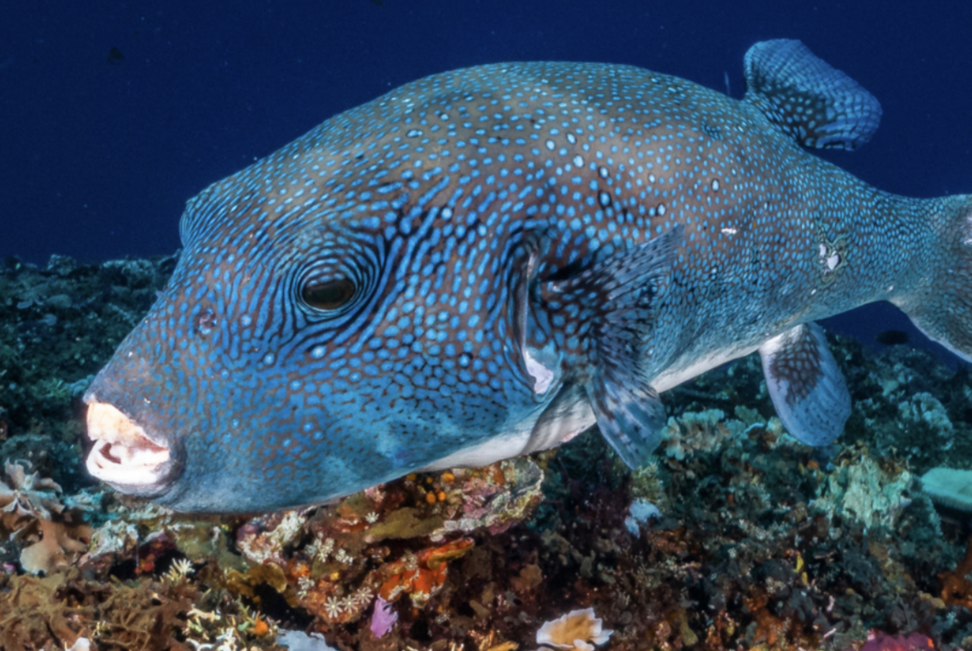 A large fish is swimming in the ocean on a coral reef.