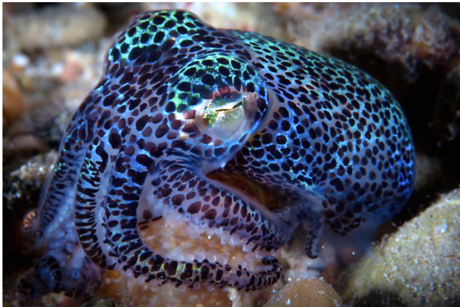 A leopard print octopus is sitting on a rock.