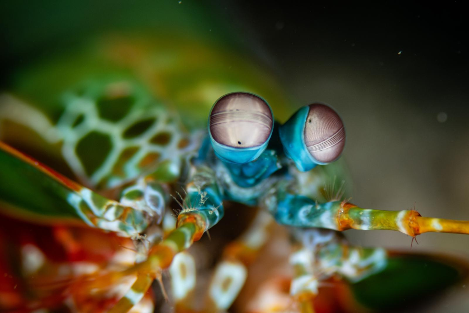 A close up of a colorful shrimp with big eyes.