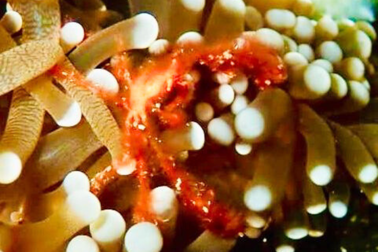 A close up of a sea anemone with a crab in it.
