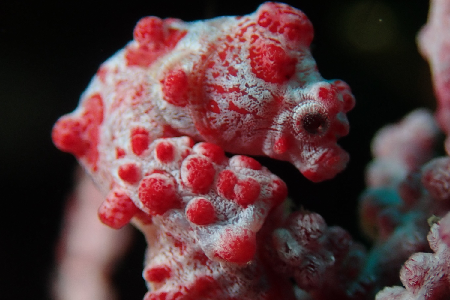 A close up of a red and white seahorse on a coral reef.