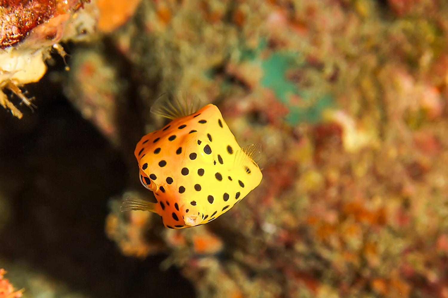 A small yellow fish with black spots is swimming in the ocean.