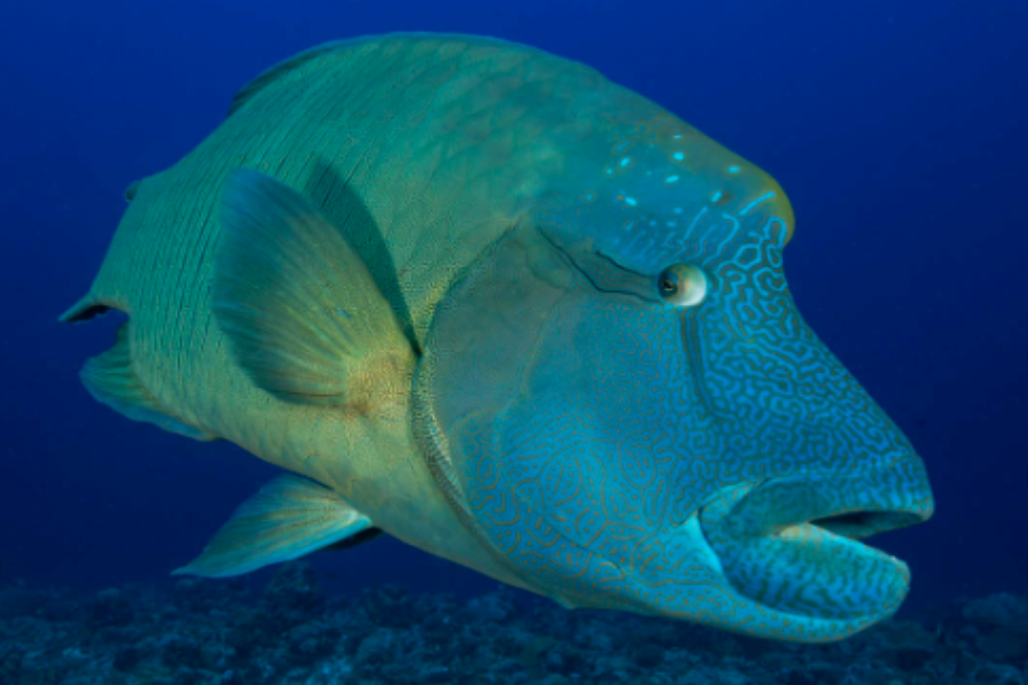 A large blue fish is swimming in the ocean.
