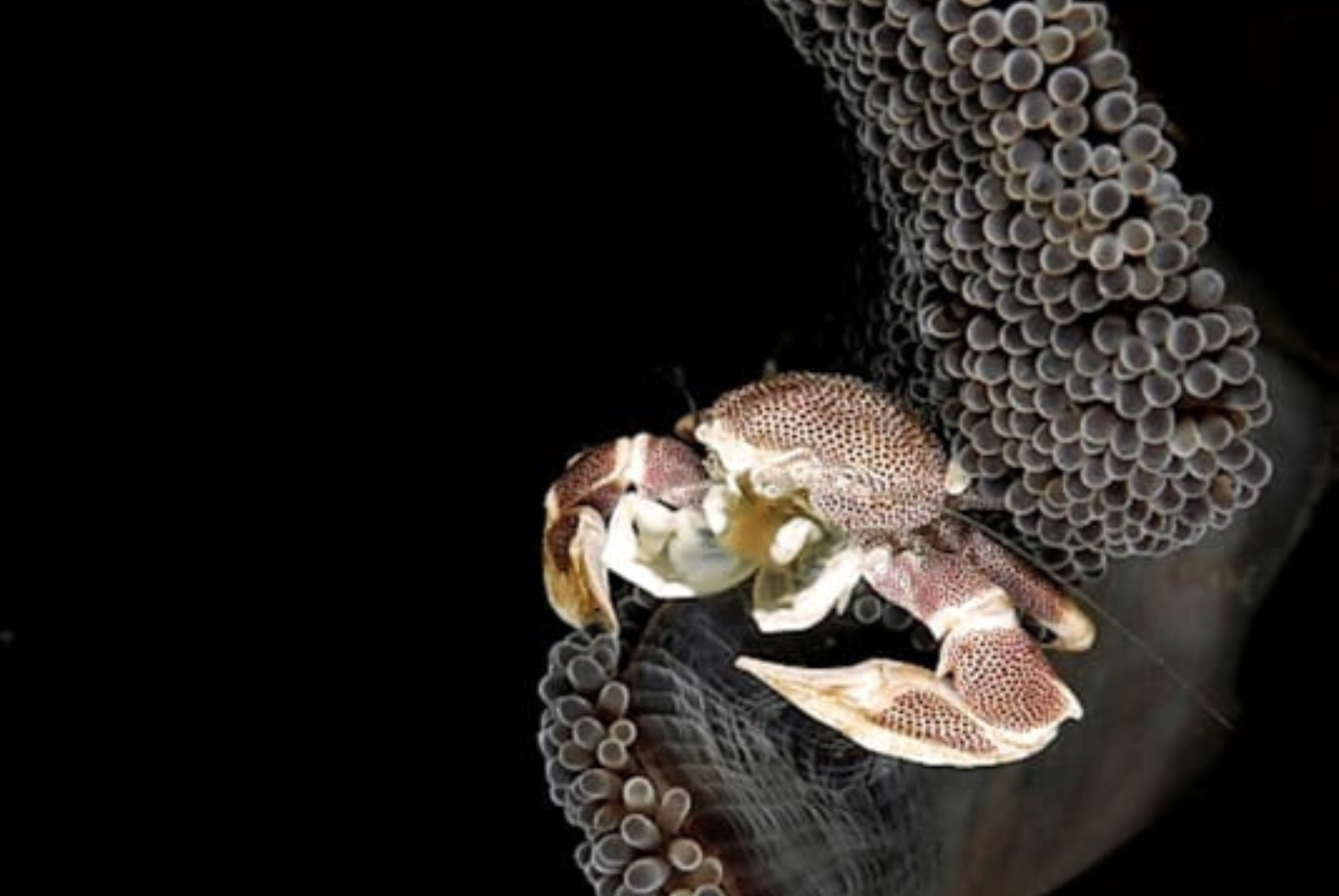 A crab is sitting on top of a coral reef.