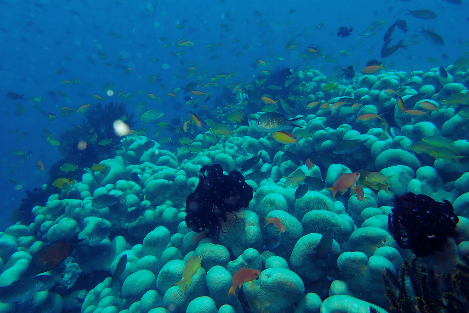 A coral reef filled with lots of fish and sponges in the ocean.