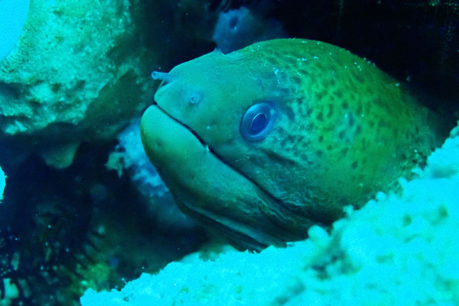 A green eel is swimming in the ocean near a coral reef.