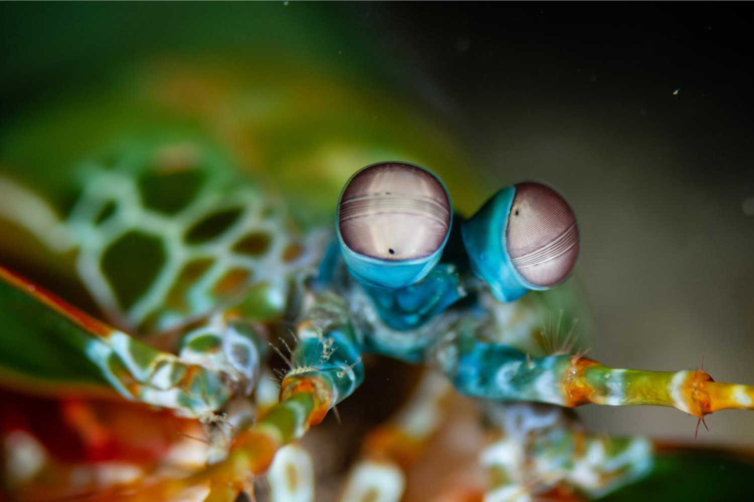 A close up of a colorful praying mantis on a green leaf.