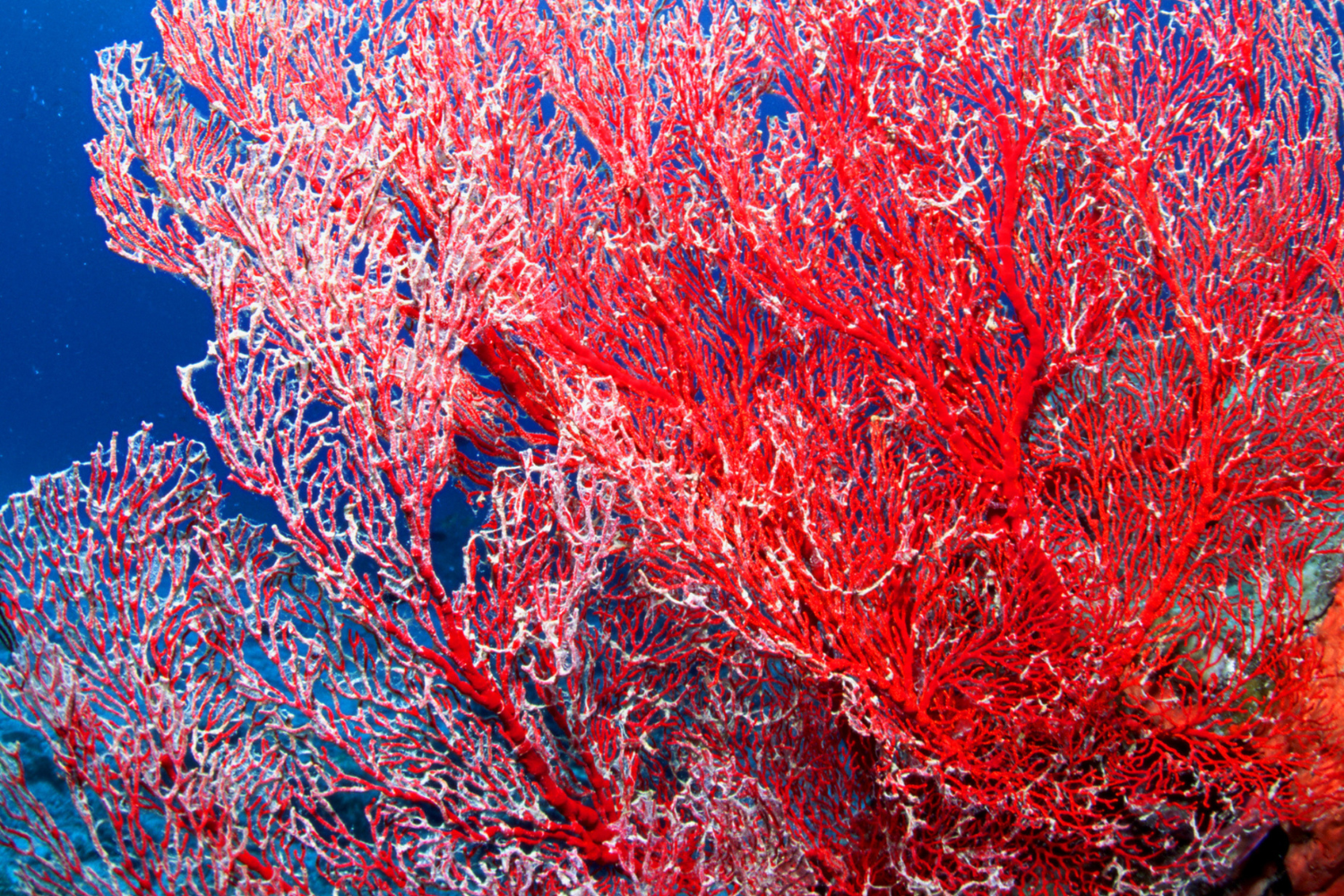 A close up of a red coral reef in the ocean